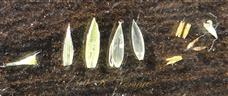   Parts of Sessile spikelet